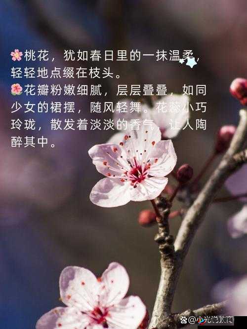 含苞欲放的桃花那是春天的嘴唇吧:诗意的春景描绘