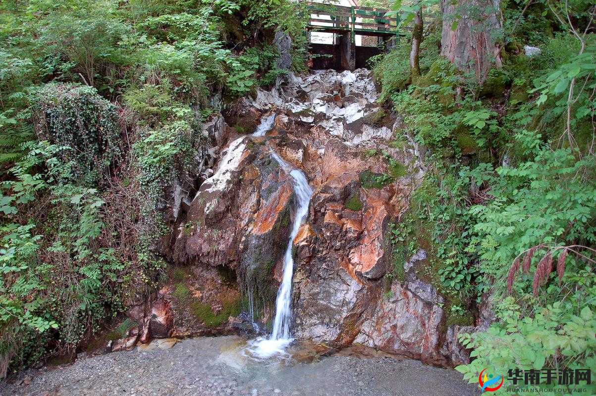 大香林 2024 年免费多久：探索自然，感受宁静