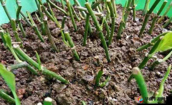 :扦插 BB 有什么好处?让专家告诉你