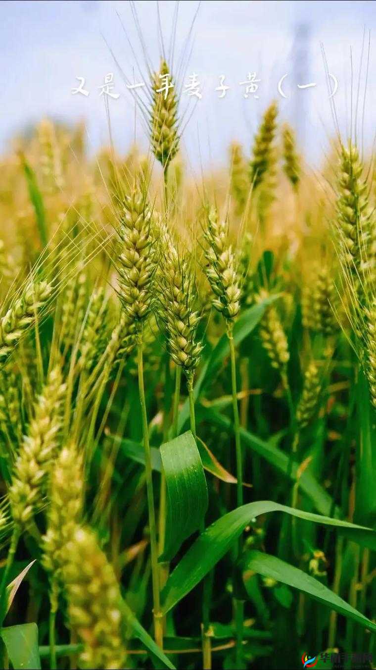 韩国朋友家的麦子成熟了