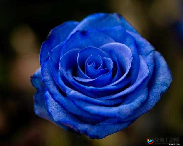 无人区玫瑰蔚蓝：荒野中的梦幻之花