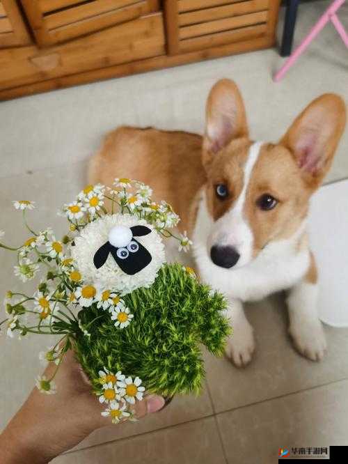 插花弄玉救救小羊:我们一起行动