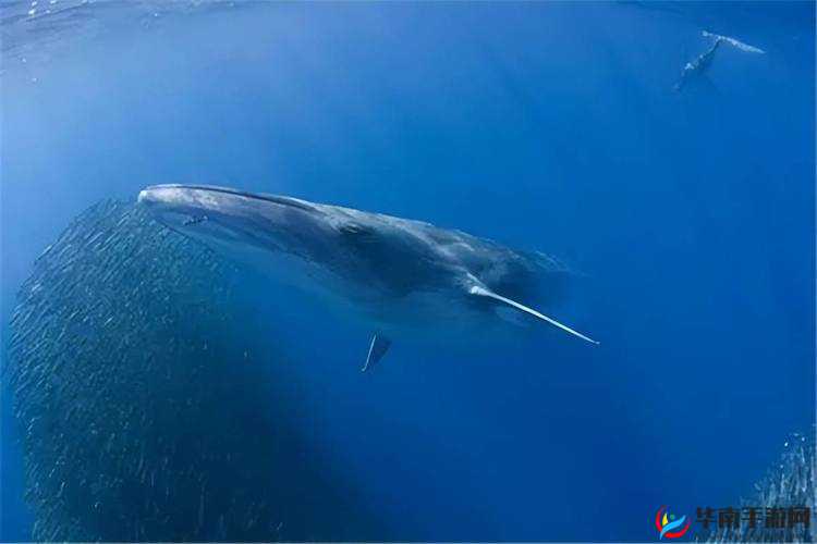 药效 1V2HPO 江漾：独特的药物作用探秘