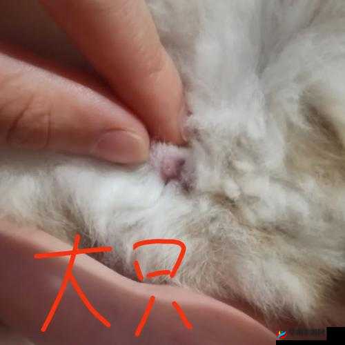 怎么喂老公吃小兔兔：情趣喂食技巧