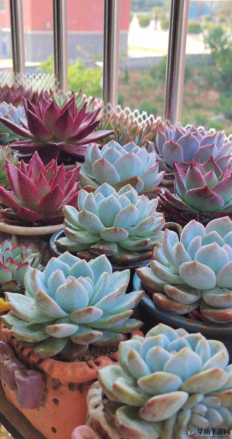 1v3 多肉小公主的别样故事