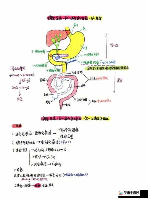 《生化公司：深度解析消化系统》