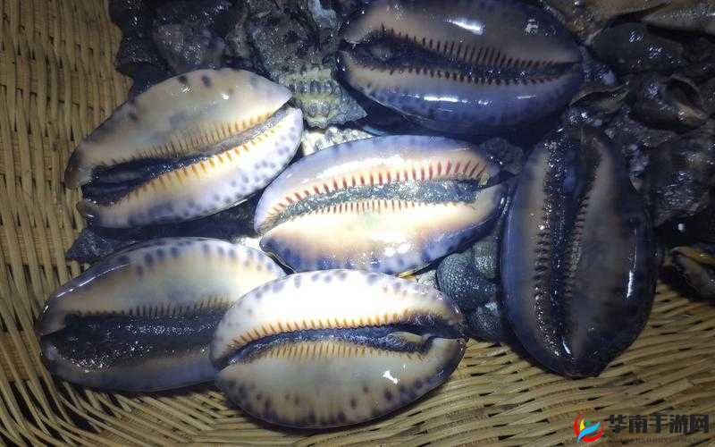 绋氬╃殑灏忓︾敓鍒濅腑鐢熸庝箞褰㈠之我见