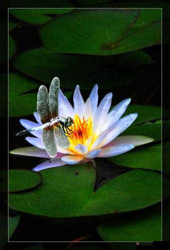 璨傝潐缈荤櫧鐪兼祦鍙f按娴佺溂娉鍥剧墖之美