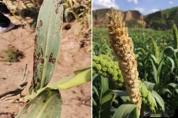 铏铏婕鐢诲厤璐规极鐢诲脊绐楀叆鍙ｇ殑鍔熻兘详析