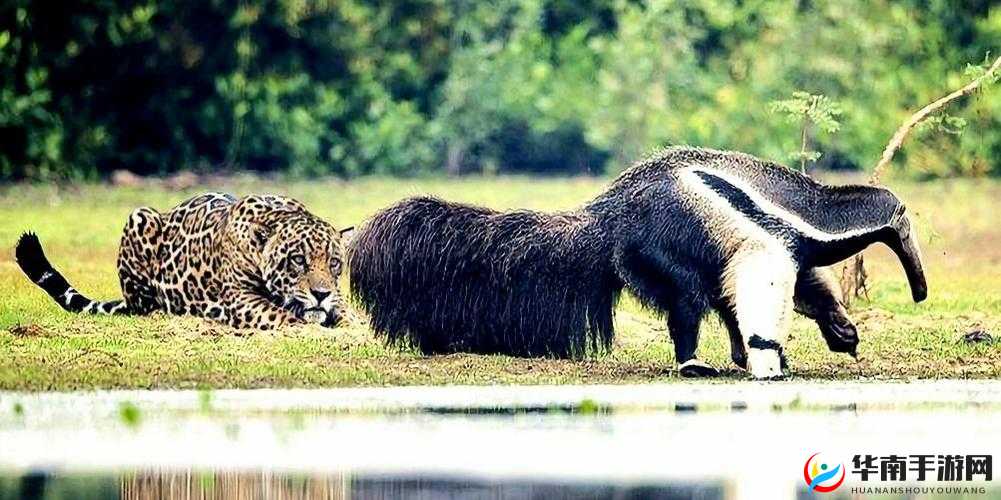 鏄庢槦鎬х寷浜も叐 XXX 涔卞ぇ浜