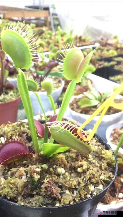 鐢蜂汉鎰挎剰鐢ㄥ槾宸存槸涓嶆槸璇存槑寰堢埍的相关解读