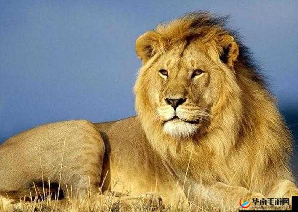 宫廷风云笔试答案揭秘：一场权力与智慧的较量