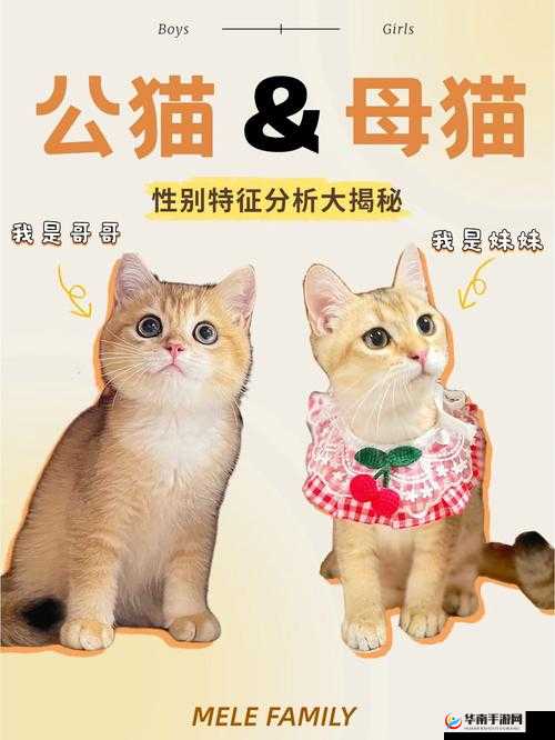 鑰佸囦贡鏄 69 的独特解读