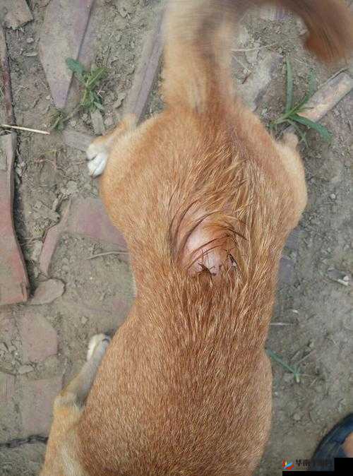 狗狗的东西又硬又烫又臭到底是什么