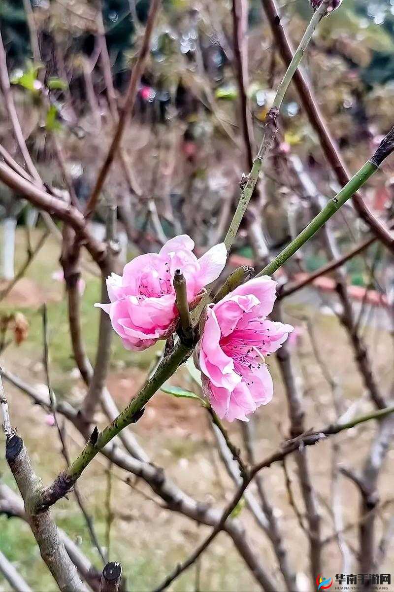 含苞欲放的桃花：那是春天的嘴唇吧