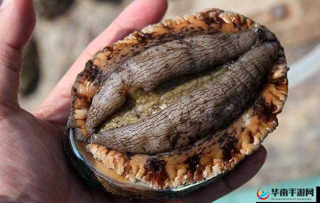 你的鲍鱼里没有别人的牛奶：带来极致享受