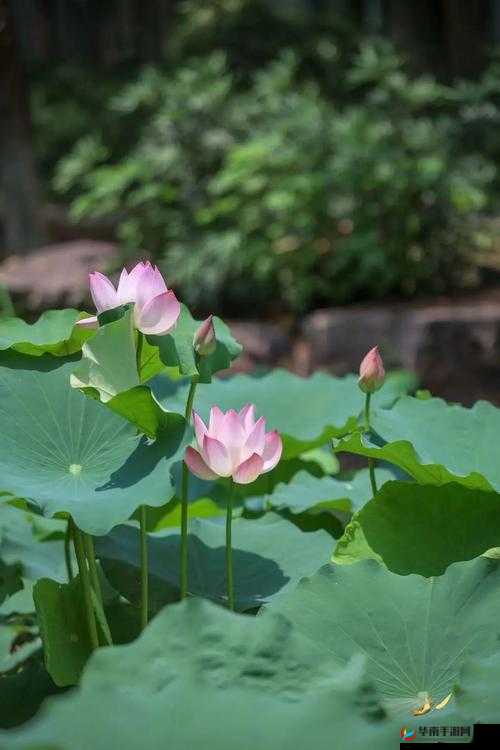 含苞待放周延镇莹莹谜之独特魅力