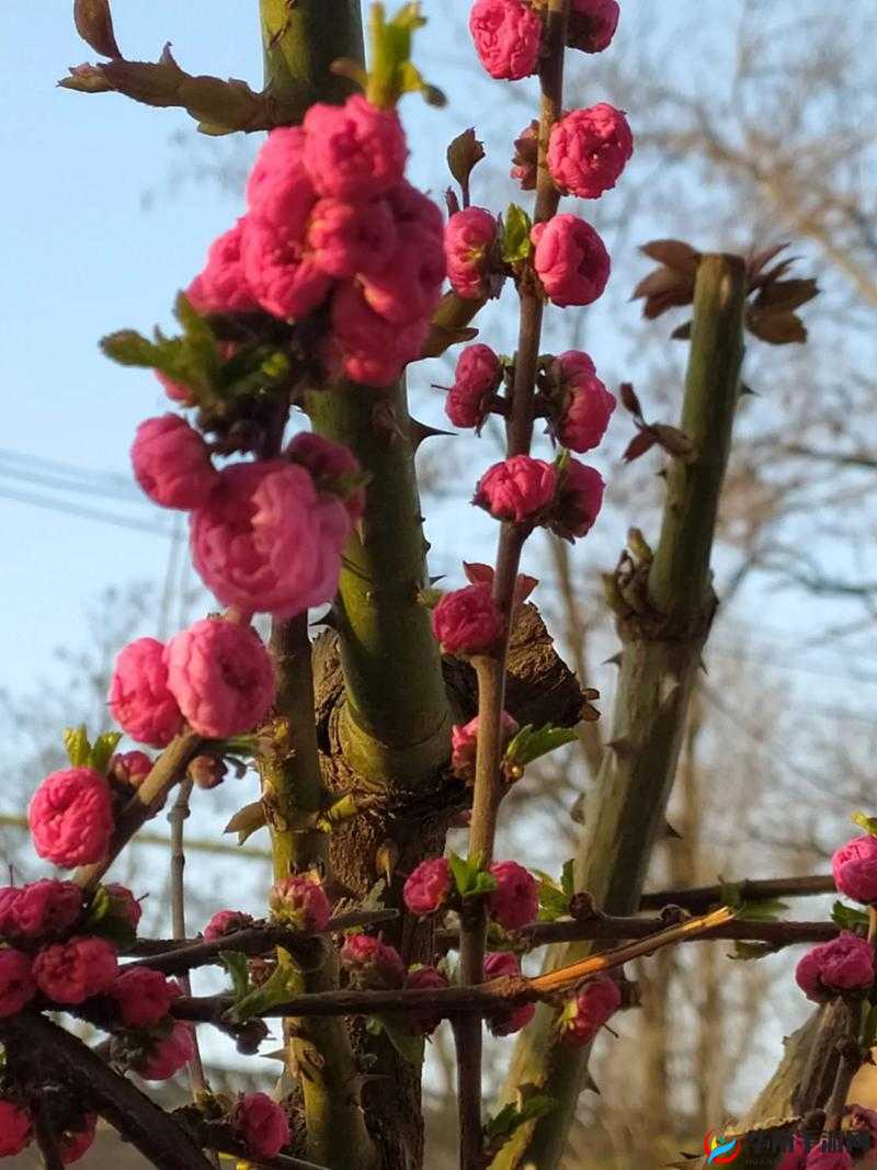 周延镇周文曜含苞待放结局:未知的未来