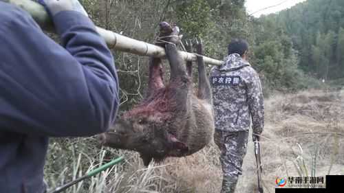 尸兄手游狩猎玩法深度剖析 呈现最纯正原汁原味狩猎感受