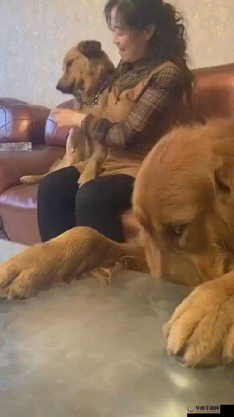 我和我家大金毛卡住后怎么自救之方法