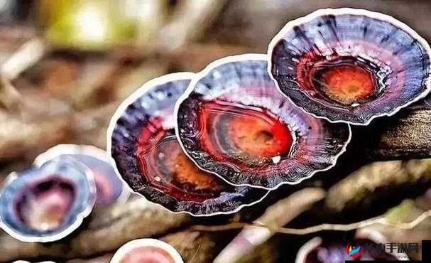 有一根又黑又硬的蘑菇头:探秘其神秘之处