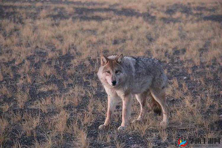 老狼在无人区的表现:独自求生、绝境逢生