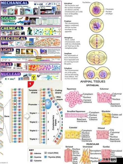 DNAandCellBiology 研究进展