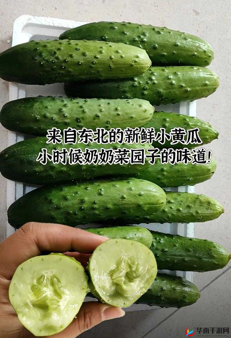 黄瓜是去皮好还是不去皮好之探讨