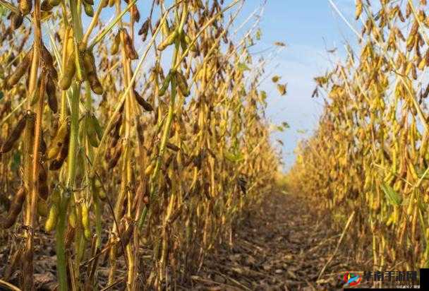 JAPONENSISJAVA 成熟大豆的独特魅力