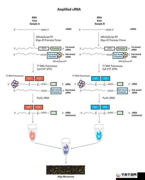 杂交：rna 与 cDNA 的奇妙相遇