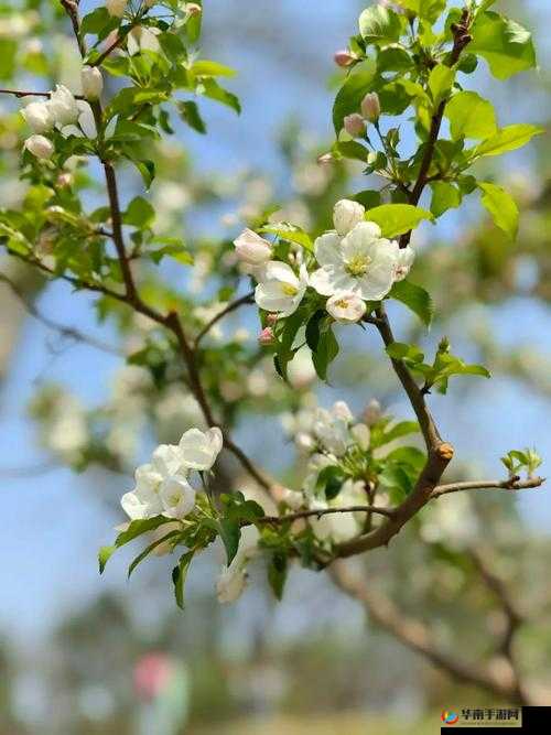 舍友长出了花怎么办海棠之奇事