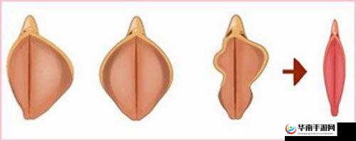 为什么那两瓣长长的垂下来究竟为何