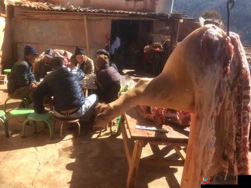 杨氏的牦户又肥又厚:独特的存在