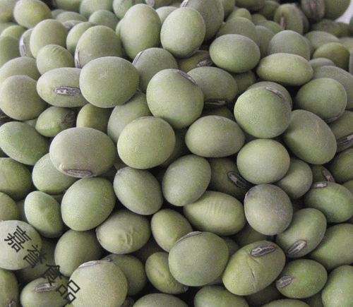 迷踪林大豆行情网官网最新大豆行情动态