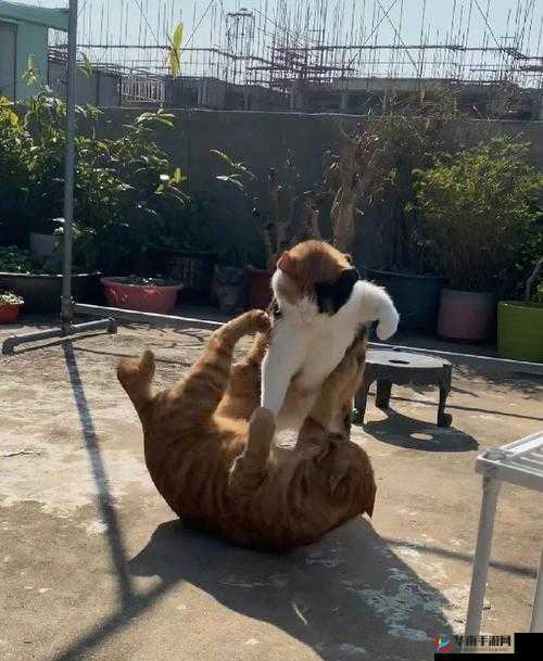 拳力出击探索猫拳技巧，成为万兽之王