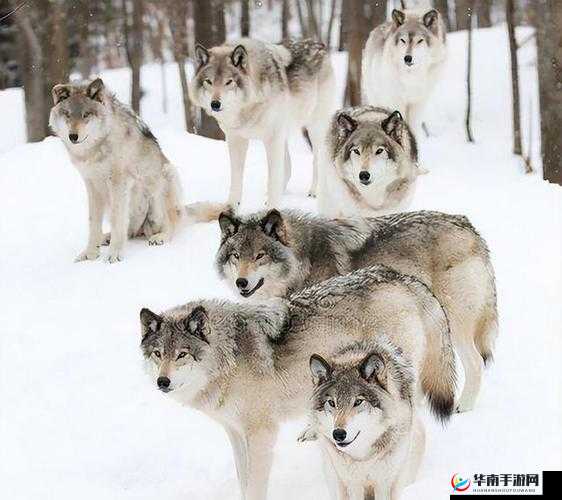 新手野外生存：如何正确躲避狼群