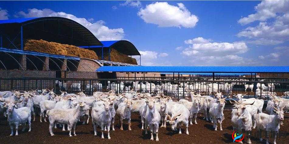 人马畜禽 Company：致力于创新与发展