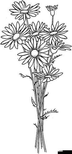 答错一题菊花放笔：答错即放笔规则