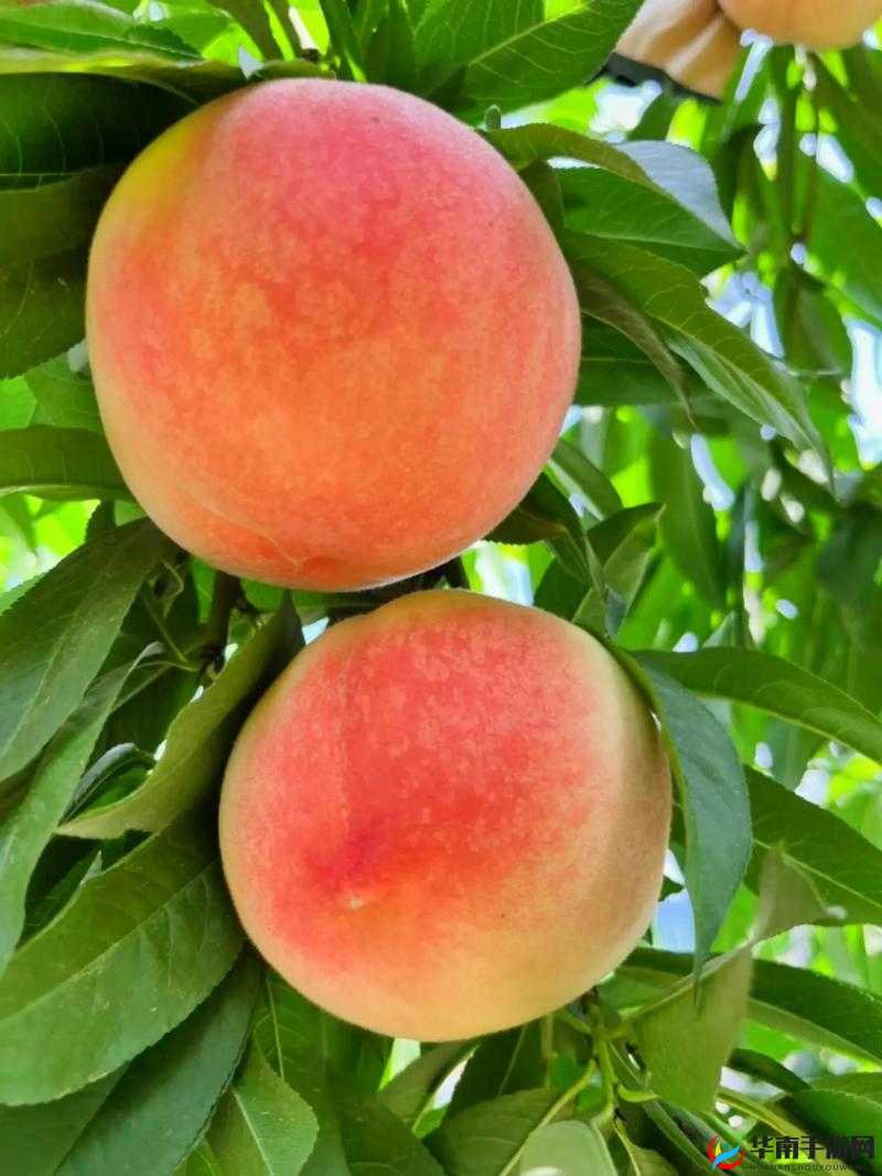 多汁的水蜜桃：谁都想咬一口