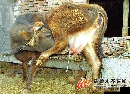 套阴茎奶牛服截肢产奶：残忍行为引发关注