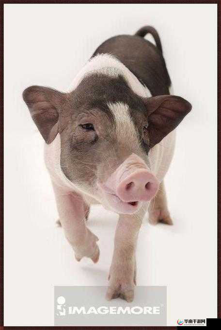 ZoomkooL 大全猪：独特魅力展现