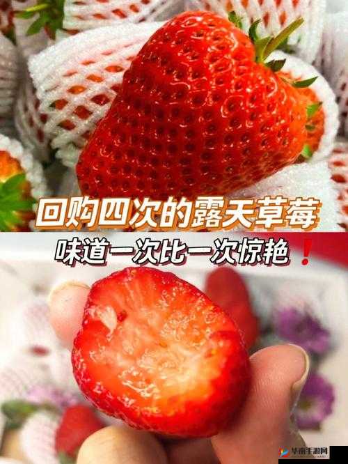 迈开腿吃草莓：健康美味新体验