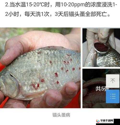 叔叔说我体内有虫子：这是真的吗