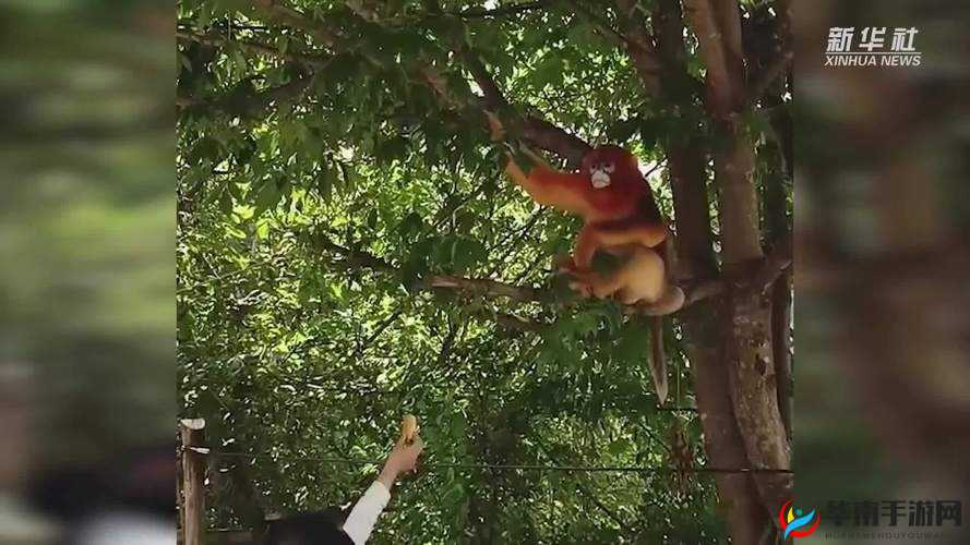 金丝猴下山串门,村民热情款待:和谐自然的美好画面