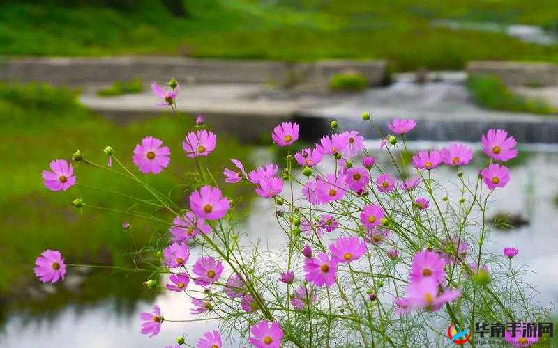红番阁粉色视频：探索别样精彩