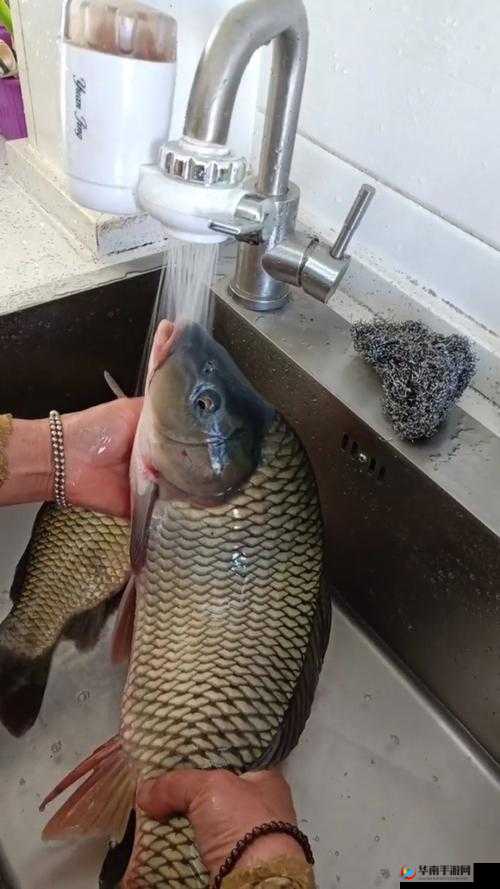 鲤鱼喝水技巧图解:详细步骤与要点解析