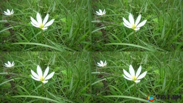 野花直播视频免费高清使用简单：你值得拥有