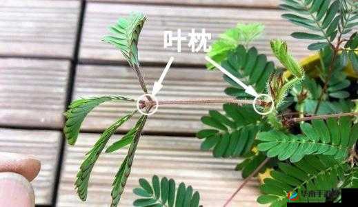 啊～你 TM 别碰含羞草