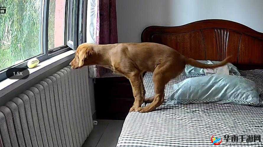 浓毛 BwBwBwBwBw：探索未知的奇幻之旅