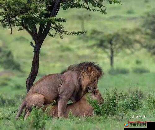 mn 交配引日韩网友热议:文化差异还是道德困境?